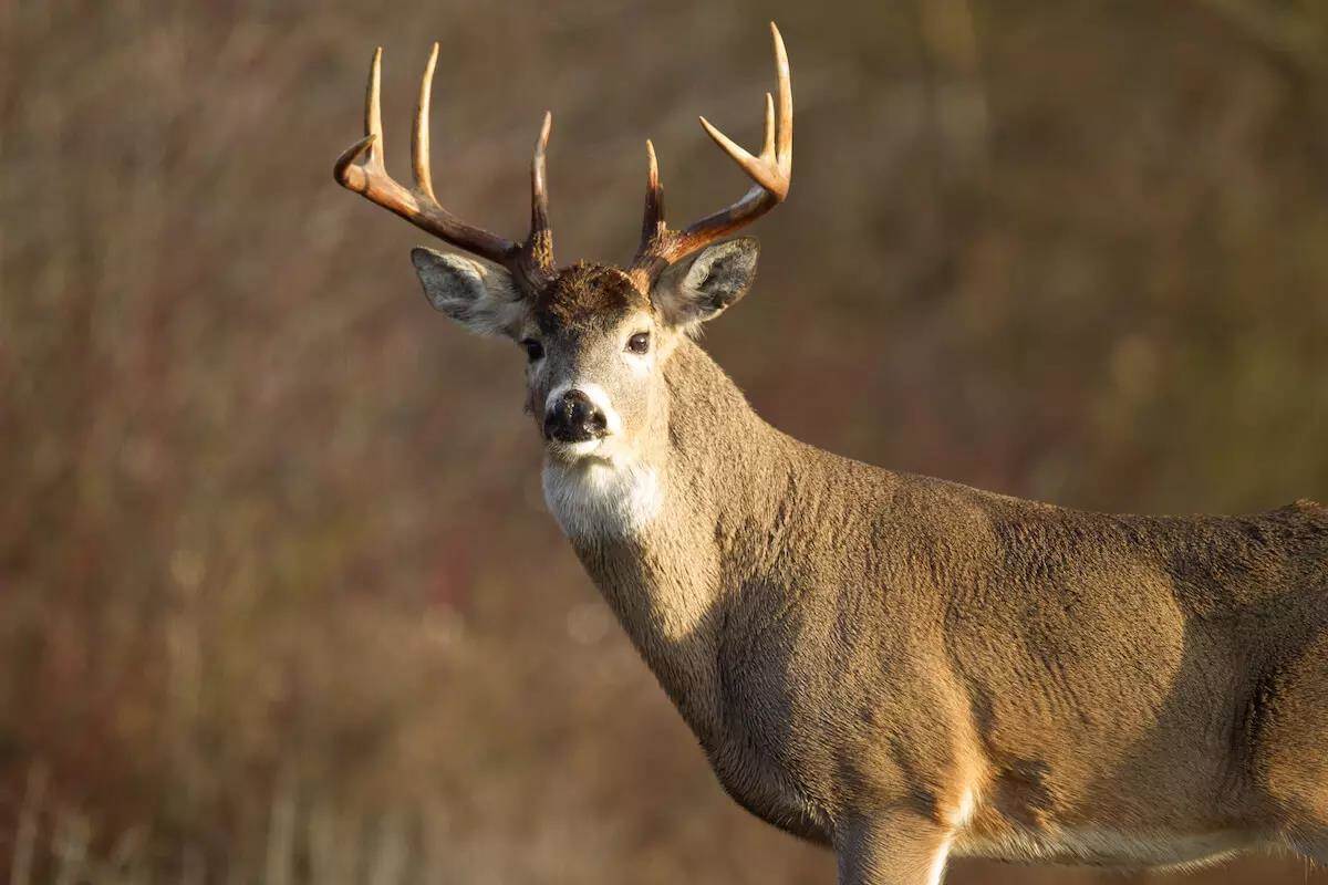 Best Days to Hunt the Deer Rut in Each Region HuntingOfficer