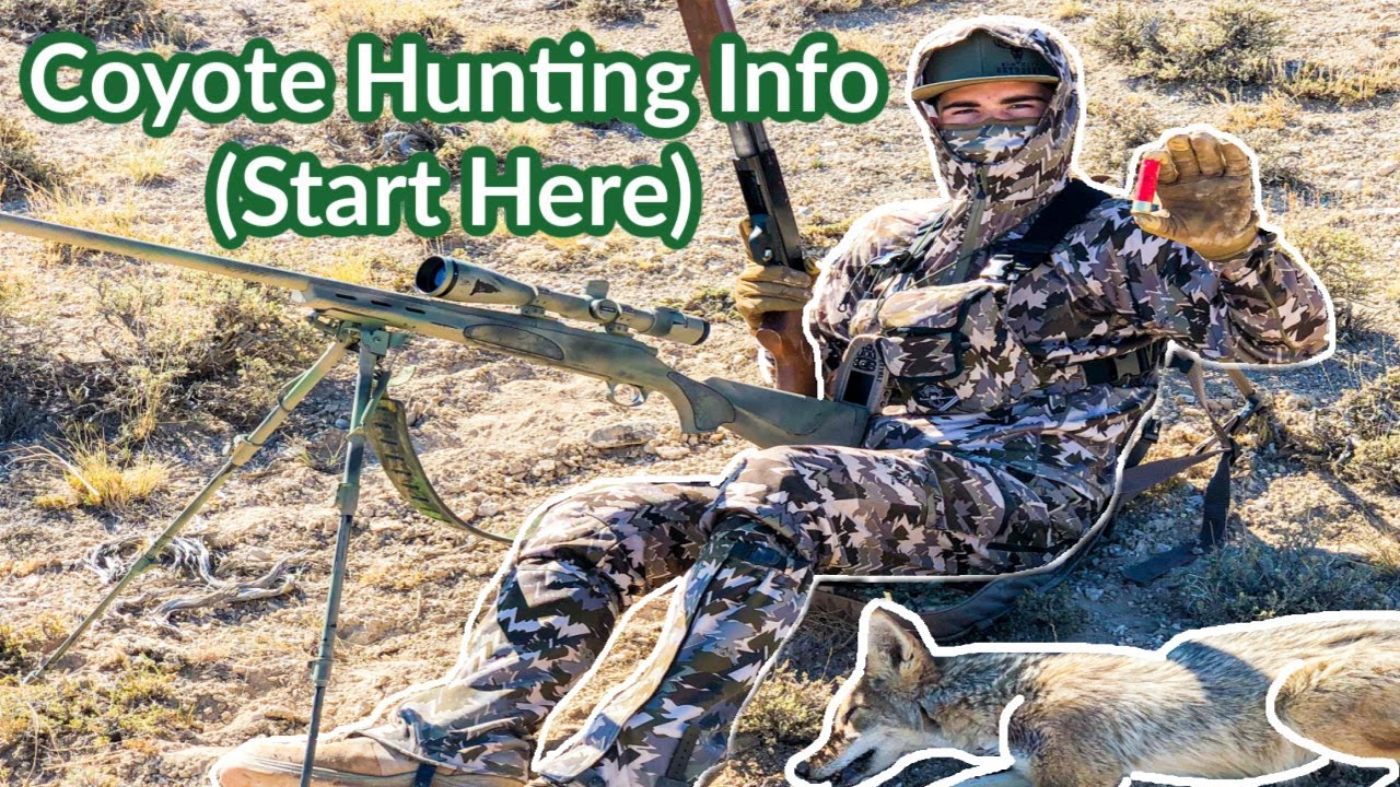 Coyote Hunting Basics Start Here! HuntingOfficer