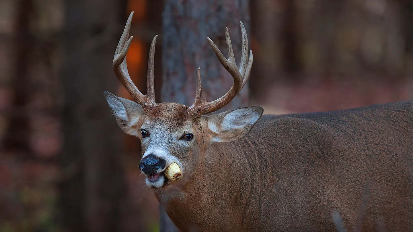 What Do Deer Eat Top 20 Favorite Foods HuntingOfficer