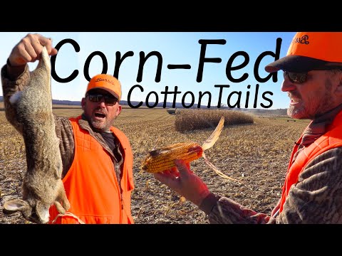 Rabbit Hunting in a massive Corn Field! Catch Clean Cook - HuntingOfficer