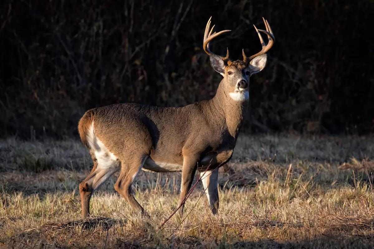 Shot Placement Tips for Hunting Whitetails - HuntingOfficer